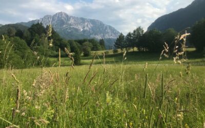 Sommer